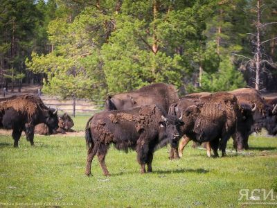 В дирекции биоресурсов Якутии опровергли информацию о нахождении бизонов у села Синск