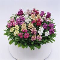 Маттиола Синдерелла Микс (1уп-250шт) профессиональные семена