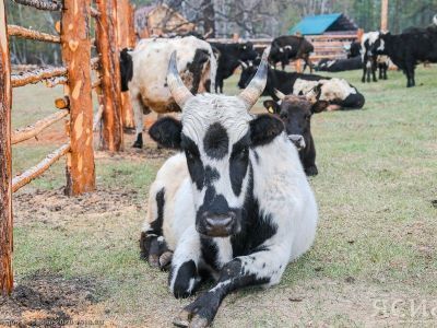 В Амгинском районе открыли площадку для откорма племенного скота