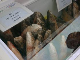 Молочная продукция, мясо и овощи: обзор цен на ярмарке «Продовольствие-2025» в Якутске