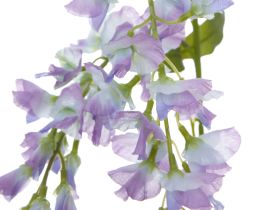 Цветок Ostra II