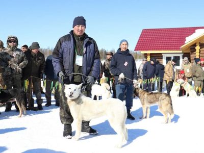 В Якутии стартовал проект по возрождению якутской охотничьей собаки