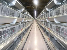 Более 109 млн яиц произвели в Якутии за девять месяцев