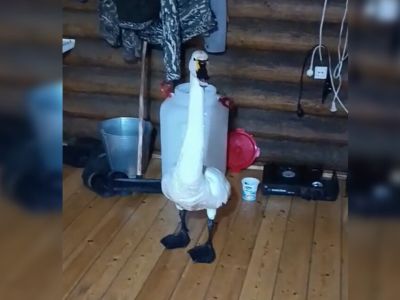 Видео: якутянин спас обессилевшего лебедя от собак и ищет ему передержку