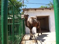 Зооуголок Детского парка