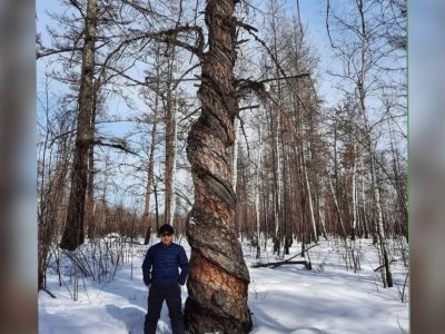 Дерево необычной формы с закрученным стволом заметили в Якутии / Саина Титова   Республика Саха (Якутия)