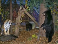 Хабаровский краевой музей им. Н. И. Гродекова