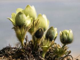 Весеннее пробуждение. Пешая экскурсия по Табагинскому Мысу