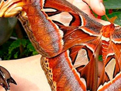 Сад бабочек