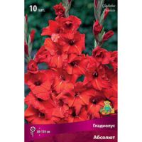 Гладиолус Абсолют (10 шт.)