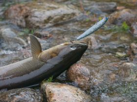 Рыбалка на реках Алдан, Томпо, Хандыга, Барайы, Тукулан, Келя, Тумара
