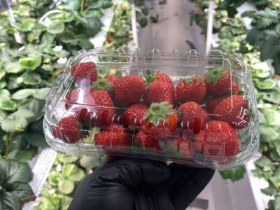 В Якутске айтишник стал клубничным фермером