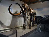 Музей природы и охраны окружающей среды