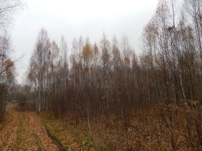 Памятное место, где в тылу врага действовала подпольная парторганизация и был создан партизанский отряд