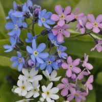 Незабудка Мон Ами Микс (1уп-100шт) профессиональные семена