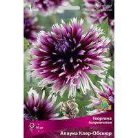 Георгина бахромчатая Алауна Клер-Обскюр (1 шт.)