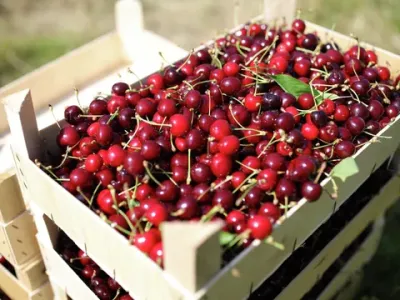 Агроном рассказал, какую черешню лучше не покупать