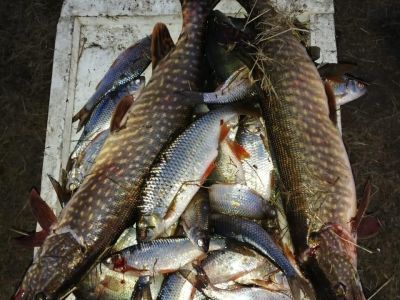 В Якутии возбуждено шесть уголовных дел за незаконную добычу рыбы