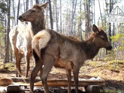 Трапезу изюбра с детенышем запечатлела фотоловушка в нацпарке «Ленские столбы»
