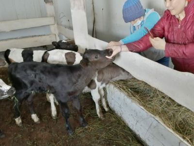 Фермер Акулина Львова: «Поголовье скота не должно уменьшаться»