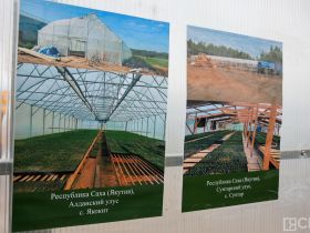 Крупнейший в Якутии лесопитомник открыли в селе Табага