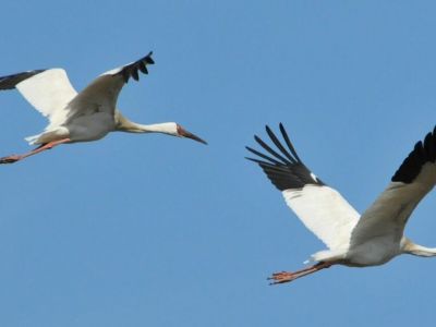 В Якутии определили шаги по реализации проекта «Полет стерха»