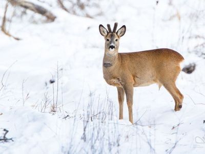 В Якутии ужесточили контроль за охотой на косулю