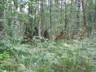 Роща «Круглая» - место ожесточенных боев советских войск с немецко-фашистскими оккупантами в 1941-1944 гг.