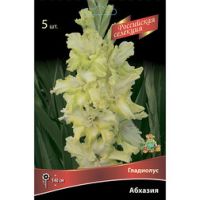 Гладиолус Абхазия (5шт)