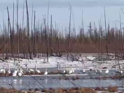 Стаю лебедей сняли на видео в Верхнеколымском районе