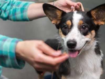 В Департаменте ветеринарии Якутии рассказали о сроках вакцинации кошек и собак против бешенства