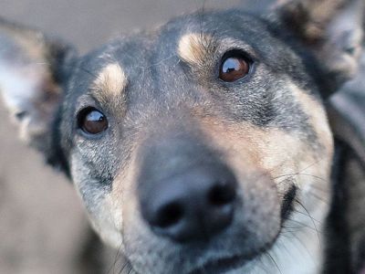 Подарок лучшему другу. В Якутске проведут акцию в поддержку бездомных животных