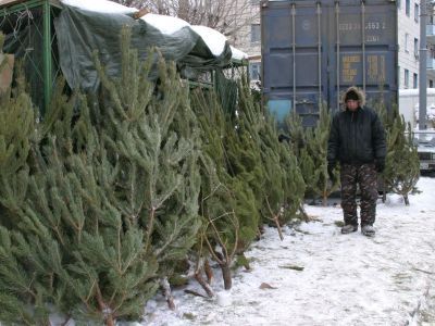 Ввозить в Якутию срубленные деревья можно только с карантинными сертификатами — Россельхознадзор