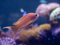 Санкт-Петербургский океанариум