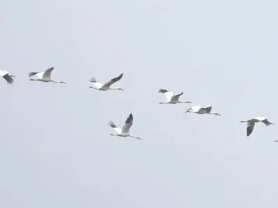 В Охотском-Перевозе Якутии создадут орнитологическую обсерваторию «Полёт стерха»