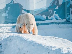 В Якутии COVID-19 переболели все, многие — не по разу. Вспомним, через что мы прошли