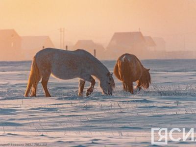 Более 30 тысяч лошадей в Якутии поставили на подкормку