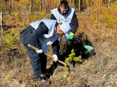 Около 500 молодых сосен высадили в Якутии в рамках акции «Сохраним лес»