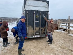 Якутский кинопродюсер спас скакуна от убоя и сделал его главной звездой фильма