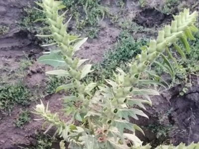 Ядовитая черная белена растет в Якутии: как распознать опасное растение