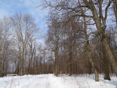 Парк усадьбы Маркуса-Кайдаловых