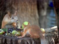 Парк «Дубки»