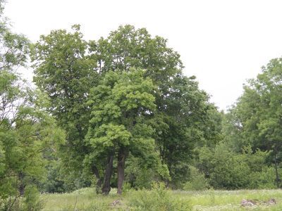 Остатки усадьбы, парк