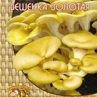 Вешенка золотая или лимонная (12 шт.)