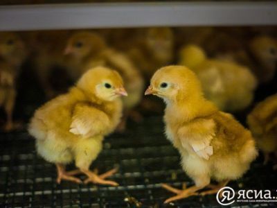 Учения по борьбе с птичьим гриппом проведут в Якутии