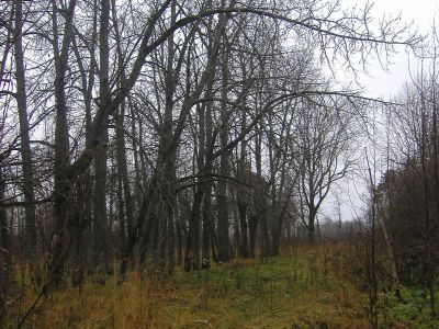 Парк с прудом