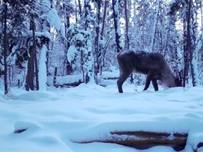 Видео: в нацпарке «Ленские столбы» самец дикого северного оленя копает снег в поисках пищи