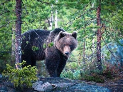 В Оймяконском районе медведь напал на человека