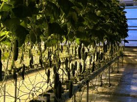 В Хангаласском улусе открыли новый круглогодичный тепличный комплекс