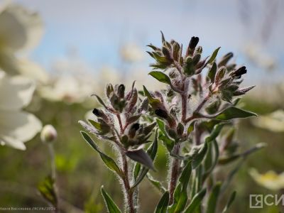 Иван — Медвяные росы 7 июня: что можно и нельзя делать, приметы